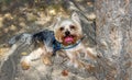 A Yorkshire Terrier with its tongue hanging out, lay down in the shade under a tree during a summer walk Royalty Free Stock Photo