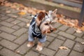 Yorkshire Terrier in a jacket on a walk in the park Royalty Free Stock Photo