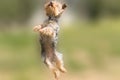 Yorkshire terrier jumping and flying with it's tongue out. Royalty Free Stock Photo