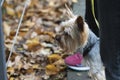 Yorkshire Terrier on a leash in the autumn park. Selective focus Royalty Free Stock Photo