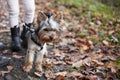 Yorkshire Terrier on the leash in the autumn park Royalty Free Stock Photo