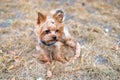 Yorkshire Terrier on a leash in the park. Selective focus. Royalty Free Stock Photo