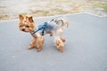 Yorkshire Terrier on a leash in the park. Selective focus. Royalty Free Stock Photo