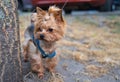 Yorkshire Terrier on a leash in the park. Selective focus. Royalty Free Stock Photo