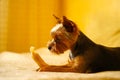 A Yorkshire terrier lies on a white sofa against a yellow wall and holds a bone, food in its paws. Trying to bite her Royalty Free Stock Photo