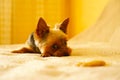 A Yorkshire terrier lies on a white sofa against a yellow wall and looks pityingly at a bone. Sad about food Royalty Free Stock Photo