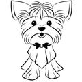 Yorkshire Terrier, linear design.