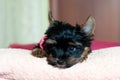 Yorkshire Terrier, little breed dog. Pet indoor