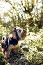 Yorkshire Terrier. Little cute dog on a walk in the park. Bright background with bokeh