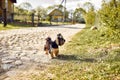 Yorkshire Terrier. Little cute dog on a walk in the street. Bright background with bokeh