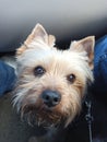 Yorkshire terrier with a devoted look at your feet