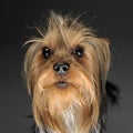Yorkshire terrier looking into fish eye lent