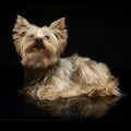 Yorkshire Terrier looking up in a dark photo studio Royalty Free Stock Photo