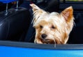 A Yorkshire Terrier looks sadly out of the window of a blue car Royalty Free Stock Photo