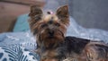 yorkshire terrier lying on the bed looking at the camera