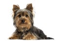 Yorkshire terrier lying, looking at the camera, isolated