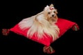 Yorkshire Terrier lying on red cushion Royalty Free Stock Photo