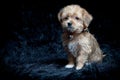 Yorkshire Terrier and Maltese Mixed Breed Puppy