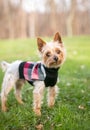 A Yorkshire Terrier mixed breed dog wearing a sweater Royalty Free Stock Photo