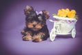 Yorkshire terrier 2 months cute puppy with flowers