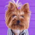 Yorkshire Terrier in overall staying on purple background