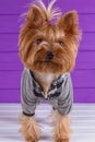 Yorkshire Terrier in overall staying on purple background