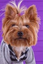 Yorkshire Terrier in overall staying on purple background