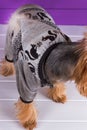 Yorkshire Terrier in overall staying on purple background