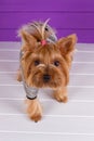 Yorkshire Terrier in overall staying on purple background