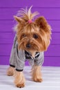 Yorkshire Terrier in overall staying on purple background