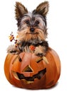 Yorkshire Terrier painting