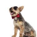 Yorkshire Terrier panting and looking sideways while wearing sunglasses