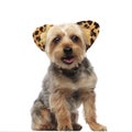 Yorkshire Terrier panting and wearing feline ears