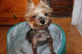 Yorkshire terrier perro dog