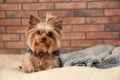 Yorkshire terrier on pet bed against brick wall, space for text.