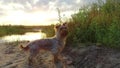 Yorkshire Terrier pet Dog at sunset by the lake in the nature steadicam shot motion video