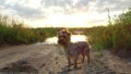 Yorkshire Terrier pet Dog at sunset by the lake in the nature steadicam shot motion video