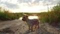 Yorkshire Terrier pet Dog at sunset by the lake in the nature steadicam shot motion video