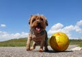 Yorkshire terrier playing