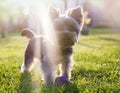 Yorkshire terrier playing with a ball on a grass