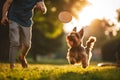 Yorkshire Terrier playing with flying disk in the park at sunset