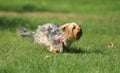 Yorkshire terrier playing on the grass Royalty Free Stock Photo