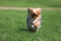 Yorkshire terrier playing on the grass Royalty Free Stock Photo