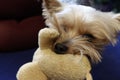 Yorkshire terrier playing tug