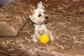 A Yorkshire Terrier plays at home on the sofa with a yellow ball. Royalty Free Stock Photo