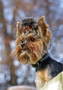 Yorkshire terrier portrait