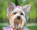 Yorkshire Terrier portrait close-up