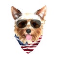 Yorkshire Terrier portrait, Cute cool dog in glasses and USA flag bandana, Vector illustration