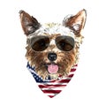 Yorkshire Terrier portrait, Cute cool dog in glasses and USA flag bandana, Vector illustration