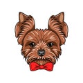 Yorkshire terrier portrait. Decorative Bow. Red Bow. Dog breed. Vector.